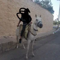 اسب|اسب و تجهیزات اسب‌سواری|شاهرود, |دیوار