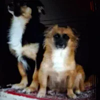 سگ گمشده