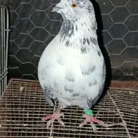 کفتر پرشی سوسک|پرنده|فاضل آباد, |دیوار