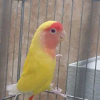 کوتوله ماده