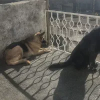 ژرمن بلک وژرمن ماده|سگ|لنجان, |دیوار