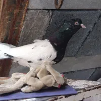 کبوتر ماده