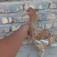 نوچه لاری معاوضه با خروس لاری و بوقلمون جوجه|حیوانات مزرعه|زابل, |دیوار