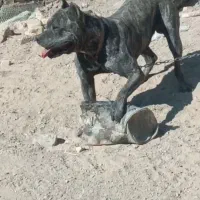 سگ نگهبان پیتبول نر ( پرساکاناریو ) اصیل