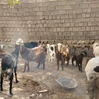 فروش بز بزغاله