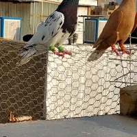 کله و دمبی و سینه