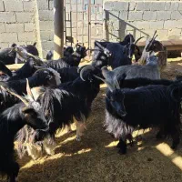 70راس بز|حیوانات مزرعه|همایجان, |دیوار