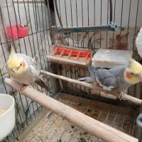 عروس هلندی نر