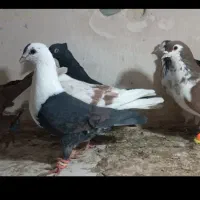 کفتر رنگه کبوتر بوم دمسفید کلاغ افشون معاوضه قناری