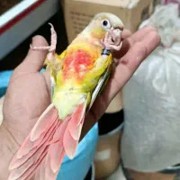 انواع طوطیسانان راهب ملنگو گرینچیک ....|پرنده|قم, انسجام|دیوار