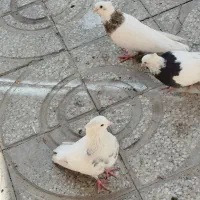 طوقی نقد و معاوضه با عروس هلندی|پرنده|یاسوج, |دیوار