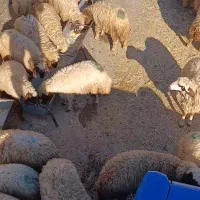 گوسفند. میش.بره ماده