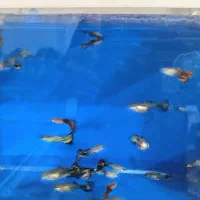 ماهی گوپی درجه یک کمیاب|ماهی|زنجان, |دیوار