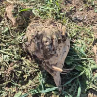 حمل بارچغندر