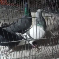 کفتر|پرنده|کرمان, |دیوار