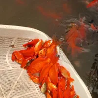 ماهی کوی پوست چرم