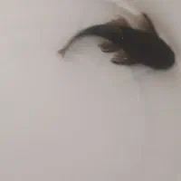 لجن خوار بزرگ|ماهی|زنجان, |دیوار