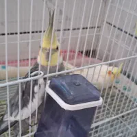 فروش|پرنده|ورزنه, |دیوار