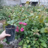 شمشاد طلایی ،پاپیتال گل کاغذی یال اسبی نخل مرداب|خدمات باغبانی و درختکاری|رشت, فلسطین|دیوار