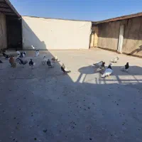 کبوتر رنگی