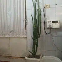گیاه ایفوربیا