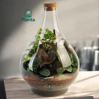 تراریوم طاووسی بزرگ آبیاری فقط ماهی یکبار