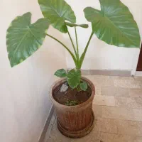 گل طبیعی بابا آدم