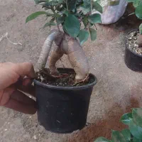 بنسای فیلندرون پینک