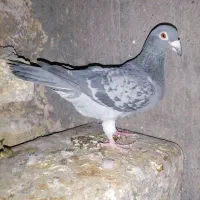 کفتر کبوتر المانی ریسر