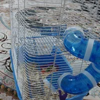 همستر همراه قفس