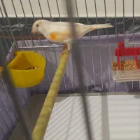 فروش قناری ماده زیبا|پرنده|سقز, |دیوار