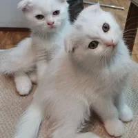 گربه|گربه|بندرعباس, |دیوار