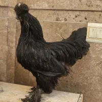 مرغ سیاه تخمگذار زینتی سلطان پاپر