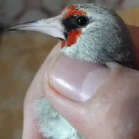 سهره