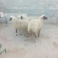 ۳تاماده ۱نر