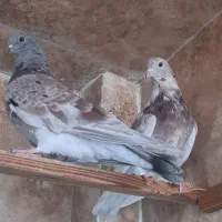 کفتر ابلغ هما شازده سرور زردی پرشی|پرنده|کرج, حسن آباد|دیوار