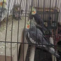 عروس  هلندی