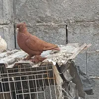 تعدادی کبوتر  رنگی