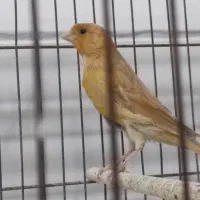 فروش قناری ماده شتری و دارچینی