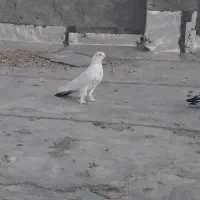 کبوتر پر سفید