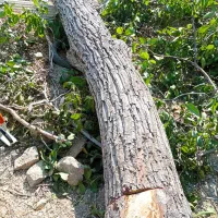 خریدارانواع چوب باغی|خدمات باغبانی و درختکاری|فیروزکوه, |دیوار