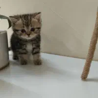 گربه بریتیش شورت هیر