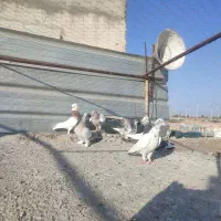کفتر یا کبوتر