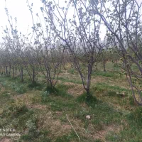 فروش باغ ویلایی|فروش خانه و ویلا|بوانات, |دیوار