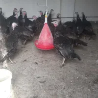 بوقلمون بالق به شرط|حیوانات مزرعه|مشهد, كنويست|دیوار