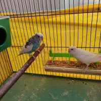 مرغ عشق آماده|پرنده|ابهر, |دیوار