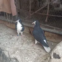 جوجه جوانه