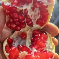 انار محلی طارم شیرین ،پوست نازک