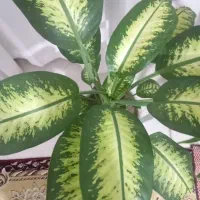 گل زیبا