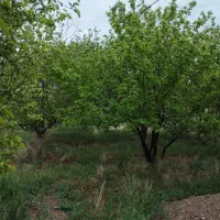 باغ مسکونی روستای کوشکک از توابع شهرستان اشتیان